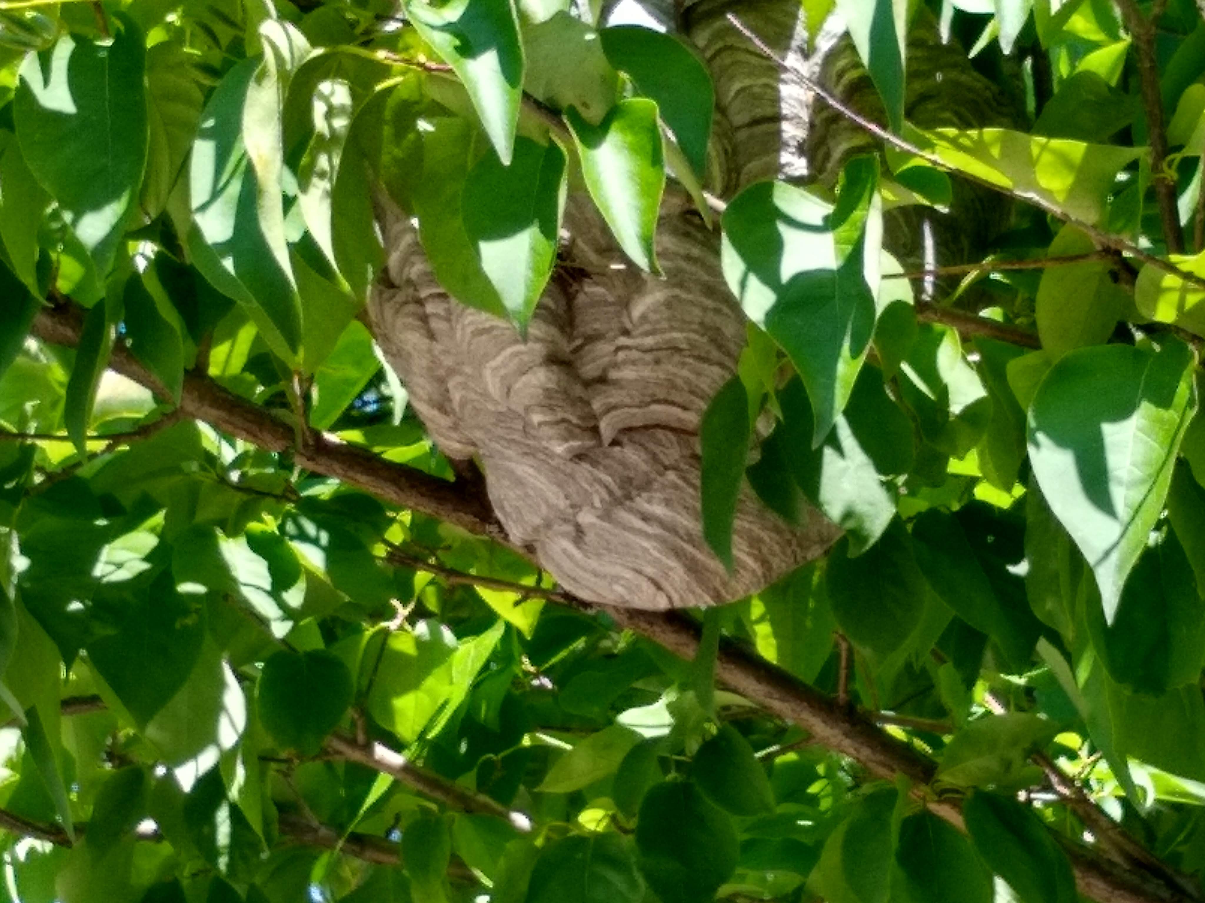 A large wasp nest in a tree.